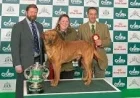 Who Won Crufts — Gentle giant Clyde steals the show as dogs arrive at the NEC
