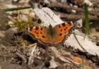 Large Tortoiseshell butterfly no longer extinct in UK — at least 20 spring sightings reshape conservation outlook