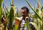 Strait of Hormuz Tensions Spike Fertilizer Costs, Prompting U.S. Farmers to Adapt
