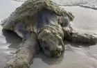 Sea Turtles on a Texas shoreline: the rare Kemp’s ridley found alive under a crust of organisms