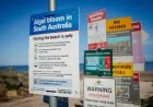 Brevetoxin questions reveal what South Australians were not told about the algal bloom