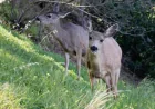 Catalina Island deer plan faces a courtroom test as critics allege a fast-tracked exemption hides the true stakes