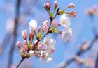 Tokyo First Bloom Marks Early Start to Cherry Blossom Season 2026 — Three Cities Lead