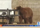 Monrovia Bear Euthanized After Clawing Woman — Live Broadcast Footage and Orphaned Cubs Raise Questions