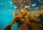 Deep Learning Delivers 10x Detail in California Kelp Maps: UCLA’s Conservation Leap