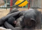 Colchester Zoo reveals the name of adorable baby chimpanzee — how Kora’s vote settled a 17‑year wait