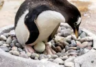 Edinburgh Zoo: Easter Comes Early as Penguins Lay First Eggs — A Closer Look