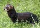 World-first as Rathlin Island is declared ferret free — an island’s fragile revival
