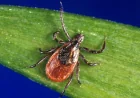 Pfizer’s Lyme Vaccine Over 70% Effective but Misses Key Statistical Benchmark