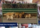 Seven Dogs Escape China: Corgi-Led 17km Highway Trek and 230 Million Views Expose Gaps in Protection