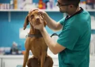Vets Prescription Fees capped at £21 in sweeping CMA overhaul