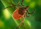 Promising Advances Boost Lyme Disease Fight