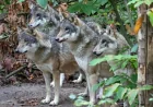 Wildwood Trust Wolf Euthanasia Sparks Shock as Entire Pack Put Down