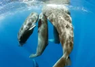Sperm Whale Giving Birth: The “Midwives” Moment Scientists Captured Up Close