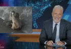 Punch The Monkey: Jon Stewart Roasts Viral Macaque as Zoo Says Bonding Progresses