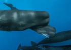 Sperm Whale Birth filmed off Dominica shows rare cooperative delivery and shifting coda vocal styles