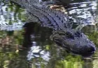 Clavicular Sparks Probe: Viral Airboat Footage of Alligator Shooting Draws FWC Scrutiny