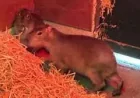 Zoo breakout bonkers: How Samba the runaway capybara sparked a wild rodent hunt and village frenzy