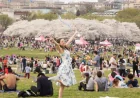 Kite Festival Dc: 3 pressure points shaping peak-bloom weekend choices in Washington