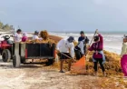 Tulum and the sargassum contradiction: 750 tons removed, yet the coast is still “reeling”