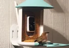 Get an AI-Powered Bird Feeder at Amazon’s Big Spring Sale