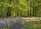 Hole Park: Bluebell bonanza sparks earliest ever opening — what it reveals about this spring