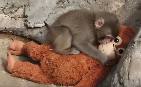Punch the Monkey Update Today: Japan's Viral Baby Macaque Is Making Friends — and His IKEA Toy Is Sold Out Worldwide
