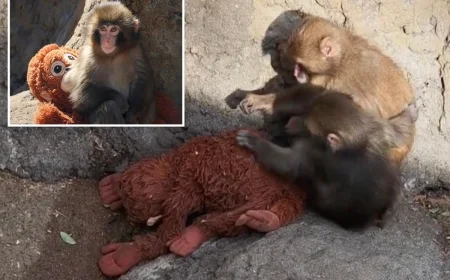 Punch the Monkey Update Today: He Has Found His Big Brother — and Google Gave Him a Heartfelt Tribute