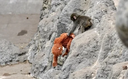 Viral Monkey Punch Videos Thrill Viewers, Many Created with AI Technology