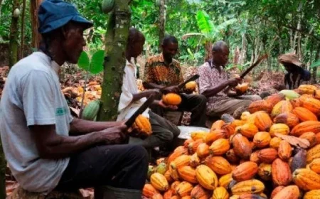 Ivory Coast Reduces Cocoa Prices Effective March 1