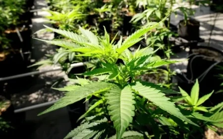 Marijuana Advocates Challenge Second Amendment in Supreme Court Battle