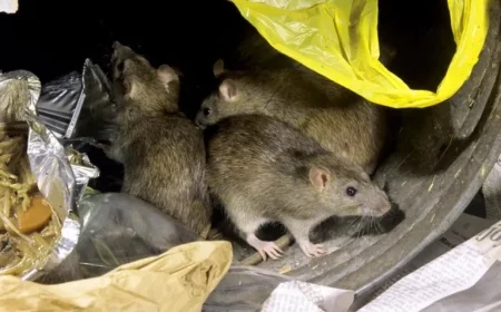 UK Homes Report Surge in Rat Infestations