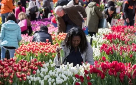 National Mall Transforms Into Vast Tulip Garden This March