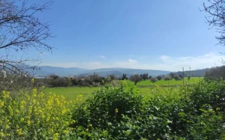 Sunny Skies and Mild Temperatures Forecasted Today