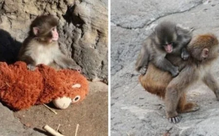 Punch the Monkey Update Today: Baby Macaque Gets First Piggyback Ride, Makes New Friends, and May Be Outgrowing His IKEA Stuffed Toy