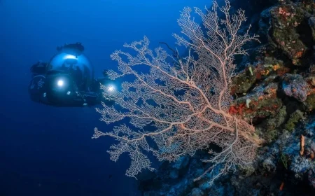 Coral microbiomes expose an endangered natural pharmacy amid accelerating reef loss