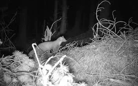 Rte Radio 1 ‘Positive indications’ for red squirrels and pine martens — an evidence gap exposed