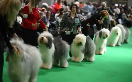 Crufts as 2026 arrives: What to watch as 18,698 dogs converge in Birmingham