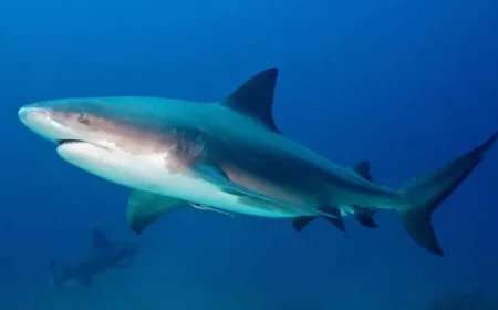 Lady Elliot Island attack exposes a tourist-safety paradox