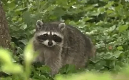 Alexandria’s Old Town on alert after a raccoon bites two people