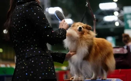 Crufts 2026: Dogs arrive as grooming debut exposes shift from competition to spectacle