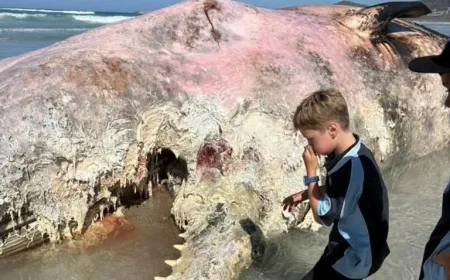 The Whale carcass washes ashore at Denison Beach near Bicheno