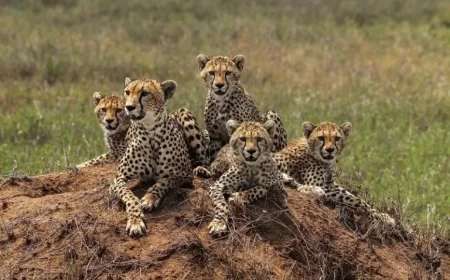 Tanzania Expansion by Bestday Safaris Promises Affordability — But What Is the Trade‑Off?