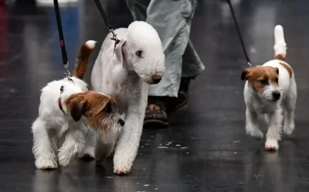 Crufts Results Kennel Club: Three Revelations from Day Two of the Show