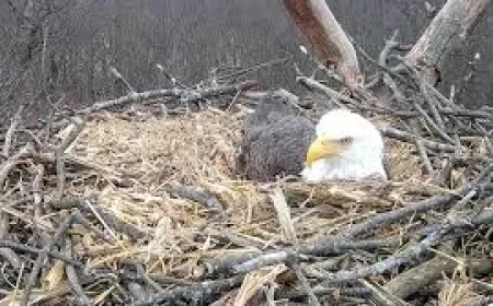 Streamed Nesting: Hanover Bald Eagle Family Grows as Mom Lays Second Egg
