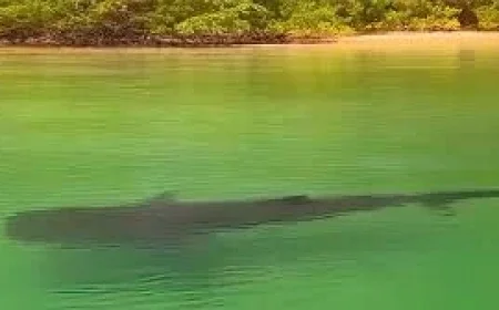 Costa Rica: A giant shark in the shallows exposes how little we see of what’s happening offshore