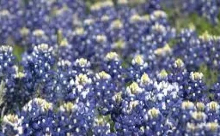 We The People: This Day in History, March 7 — The Hurt Locker of the Bluebonnet