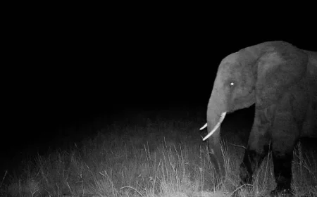 Herzog’s Ghost Elephants: A Filmmaker’s Hunt Lifts the Veil on Angola’s Hidden Survivors