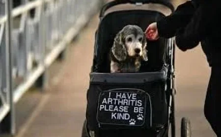 Clumber Spaniel Spotlight at Crufts 2026 Reveals Visibility Gap as Thousands of Dogs Arrive