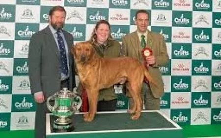 Crufts Winner Clyde: ‘Gentle giant’ Labrador from Wales Steals the Show and the Northesk Memorial Trophy